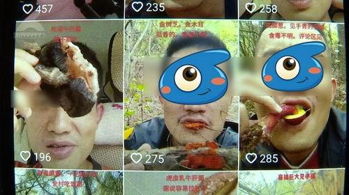 野生菌爆料视频,揭秘大自然的菌类宝藏